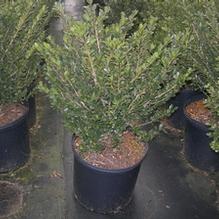 Ilex crenata 'Compacta'