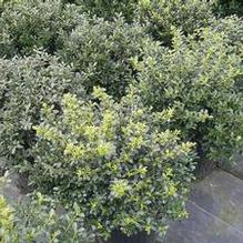 Ilex crenata 'Green Luster'