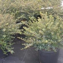 Ilex crenata 'Helleri'