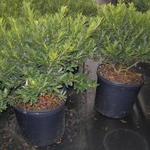 Ilex crenata 'Hoogendorn'