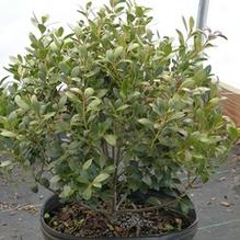 Ilex glabra 'Nigra'