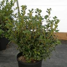 Ilex x meserveae 'China Girl'