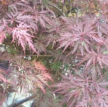 Acer palmatum var. dissectum 'Orangeola'