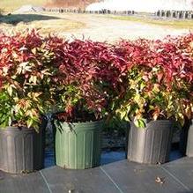 Nandina domestica 'Firepower'