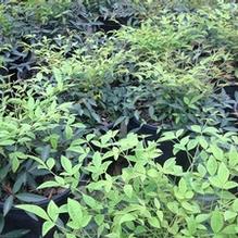 Nandina domestica 'Harbour Dwarf'