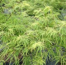 Acer palmatum var. dissectum 'Viridis'