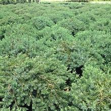 Juniperus conferta 'Blue Pacific'