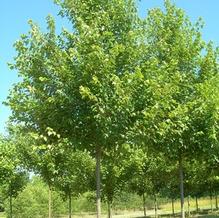 Acer rubrum 'October Glory'