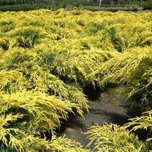 Juniperus chinensis 'Gold Lace'