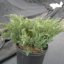 Juniperus chinensis 'Sargentii'