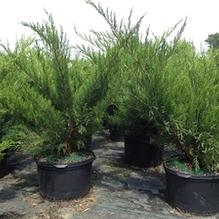 Juniperus chinensis 'Sea Green'