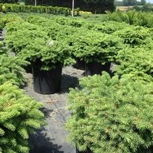 Picea abies 'Nidiformis'