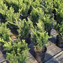 Taxus x media 'Densiformis'