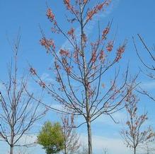 Acer rubrum 'Red Sunset'