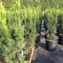 Taxus x media 'Hicksii'