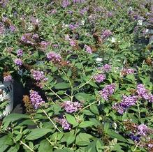 Buddleia 'Blue Chip'