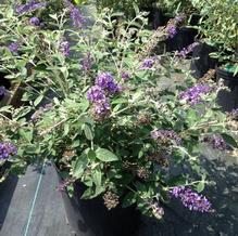 Buddleia 'Blue Heaven'