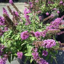 Buddleia 'Tutti Fruitti Pink'