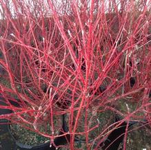 Cornus sericea 'Baileyi'