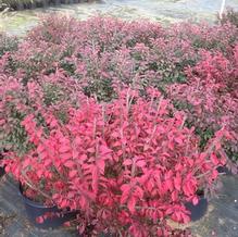 Euonymus alatus 'Compactus'