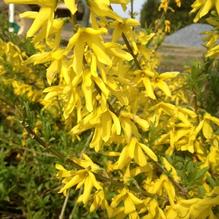 Forsythia x intermedia 'Lynwood Gold'