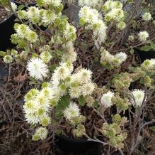 Fothergilla gardenii