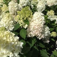 Hydrangea paniculata 'Phantom'