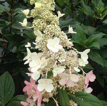 Hydrangea paniculata 'Pink Diamond'