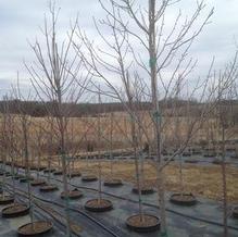 Acer rubrum 'Sun Valley'