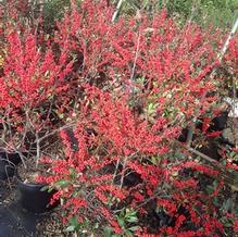 Ilex verticillata 'Winter Red'