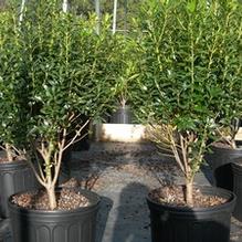 Ilex glabra 'Shamrock'