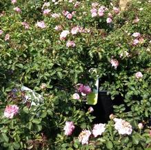 Rosa 'Sweet Drift'