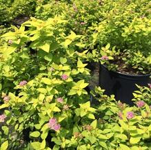 Spiraea japonica 'Lemon Princess'