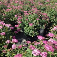 Spiraea japonica 'Neon Flash'