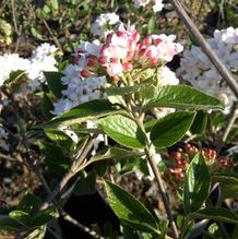 Viburnum x burkwoodi 'Mohawk'