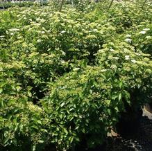 Viburnum dentatum