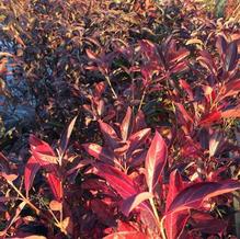 Viburnum nudum 'Winterthur'