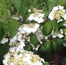 Viburnum plicatum tomentosum 'Shasta'