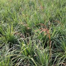 Calamagrostis x acutiflora 'Karl Foerster'