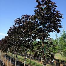 Acer truncatum x Acer platanoides 'Crimson Sunset'