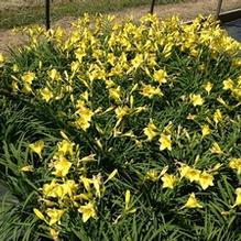 Hemerocallis 'Happy Returns'