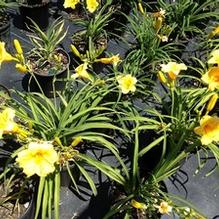 Hemerocallis 'Stella de Oro'