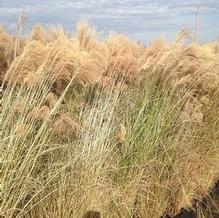 Miscanthus sinensis 'Adagio'