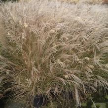 Miscanthus sinensis 'Morning Light'