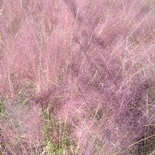 Muhlenbergia capillaris 