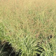 Panicum virgatum 'Prairie Sky'