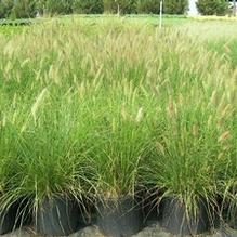 Pennisetum alopecuroides