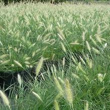 Pennisetum alopecuroides 'Hameln'