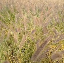 Pennisetum alopecuroides 'Moudry'