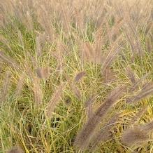 Pennisetum alopecuroides 'Moudry'